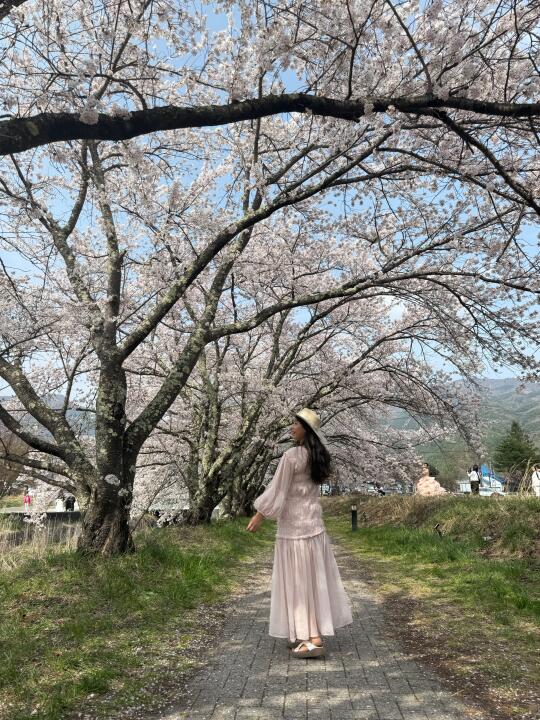 富士山河口湖的樱花大道，4.19实况图