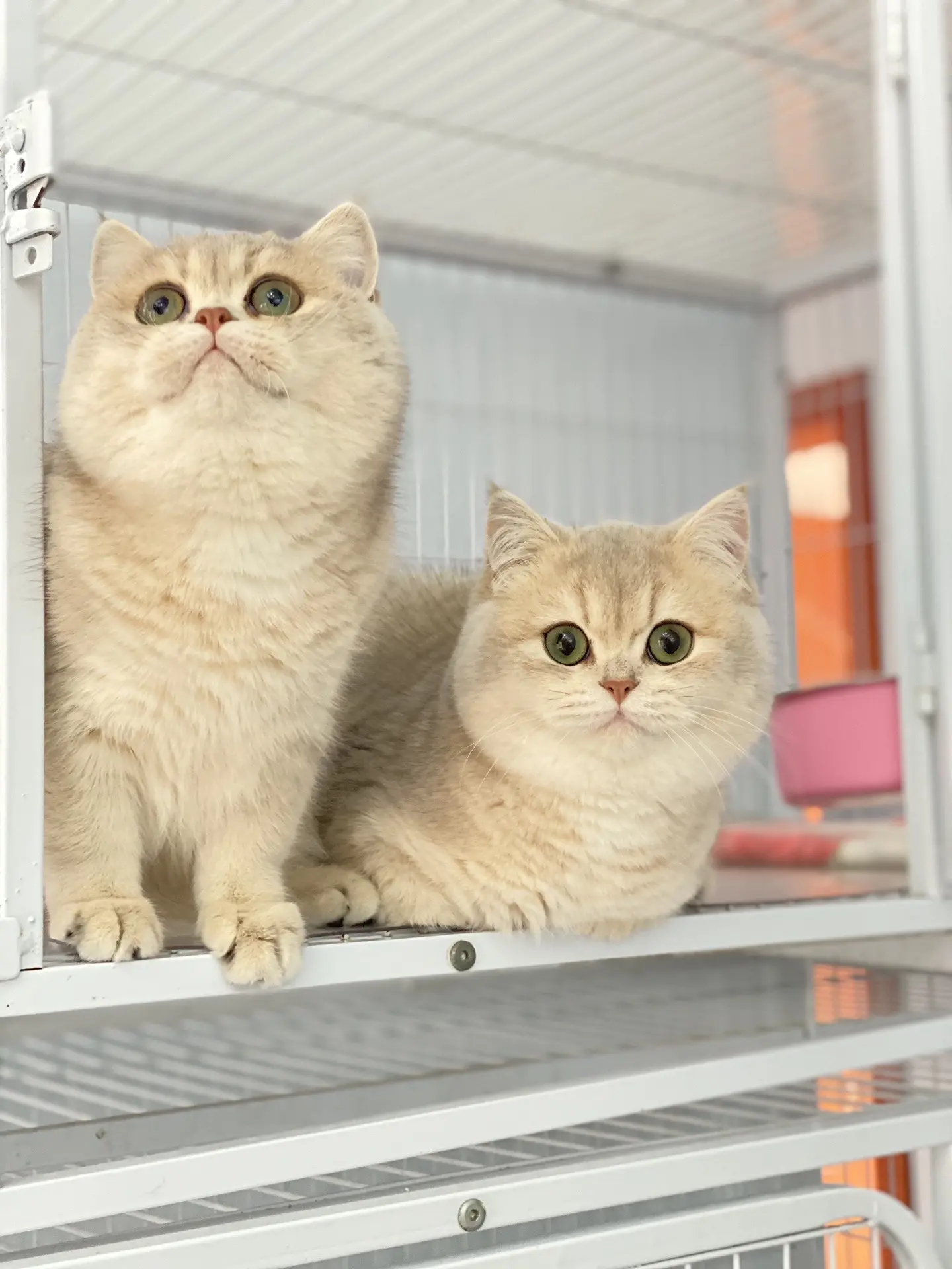 我的小猫咪