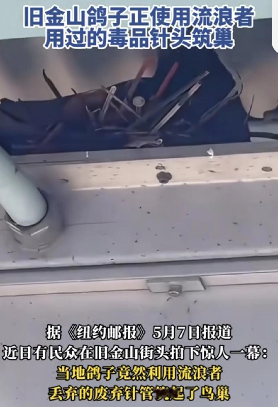 头条创作训练营 美国鸽子用流浪者用过的毒品针头筑巢，这事儿冲上热榜，阅读量超31