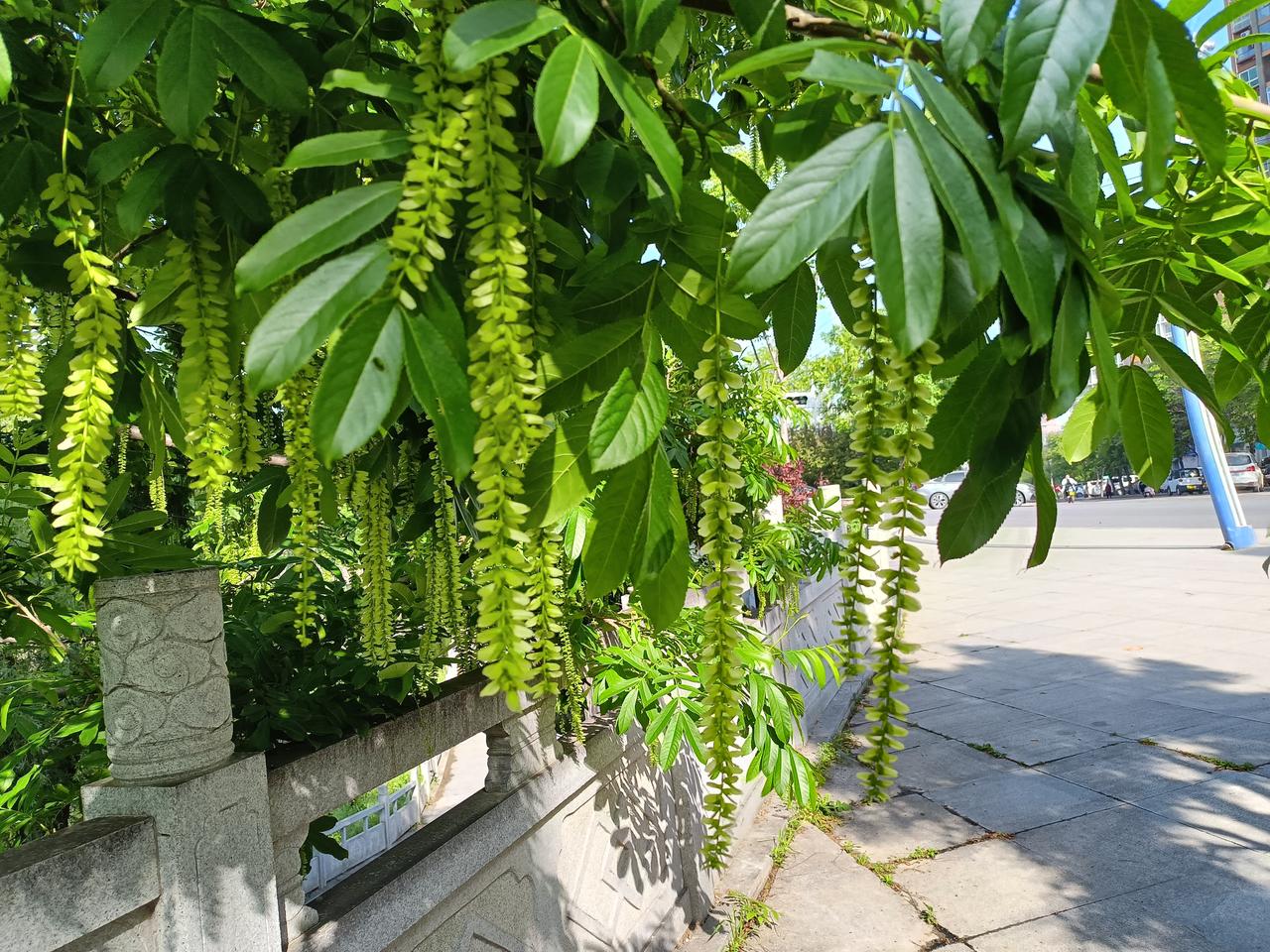 这种树长得很特别，它叫枫杨，果序像一个个展翅飞翔的小飞碟，别有一番景向。