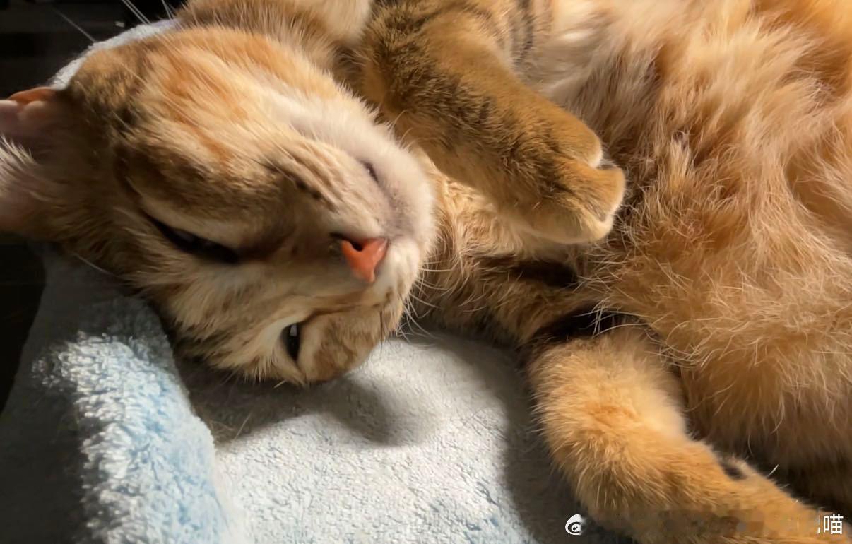 49476【丑猫】不许说萌，就这样偷偷给我发出去然后给我一串神秘数字 