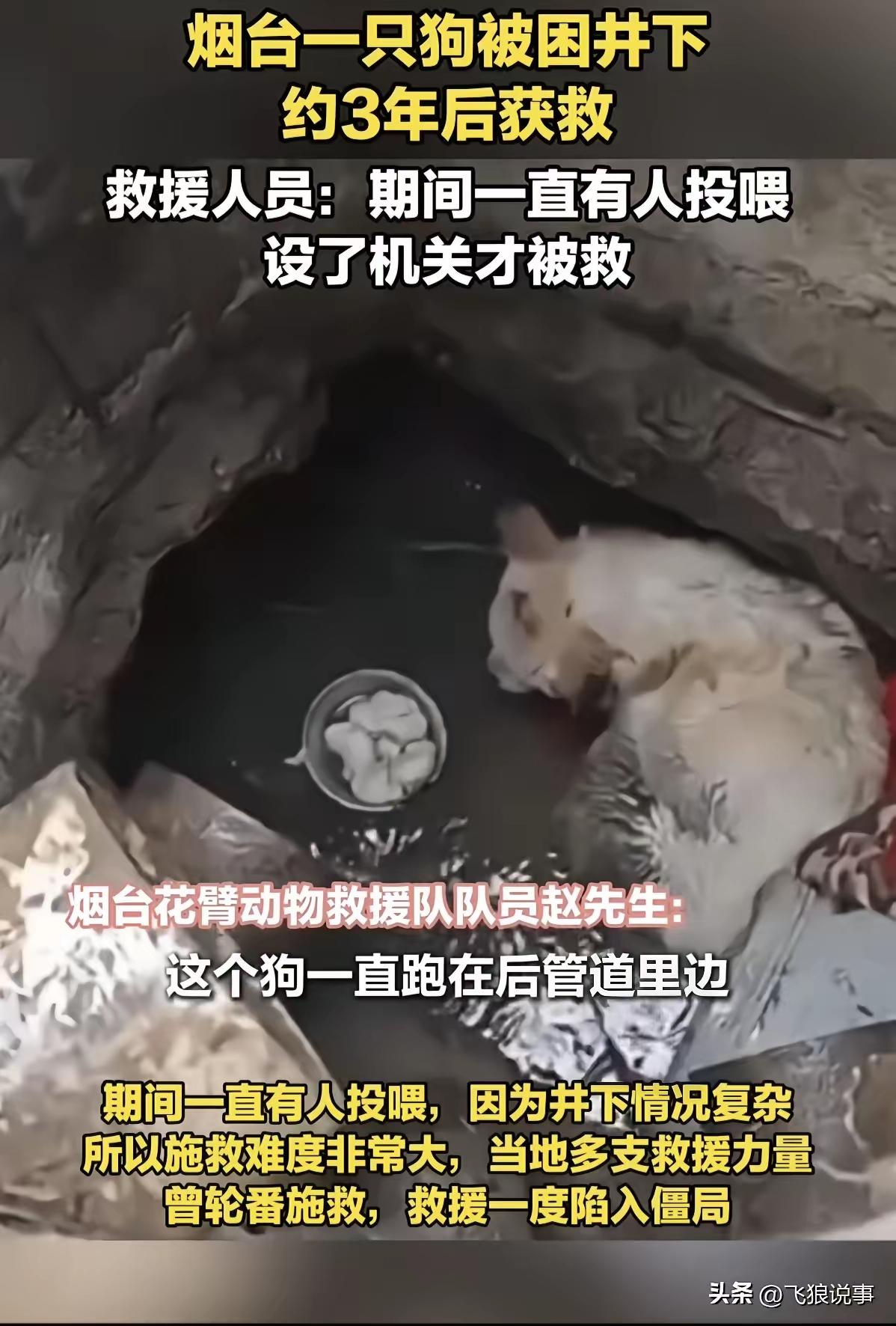 这只狗也算是福大命大，竟然三年后还能够存活，主要还是因为有人投喂，而且空气也比较