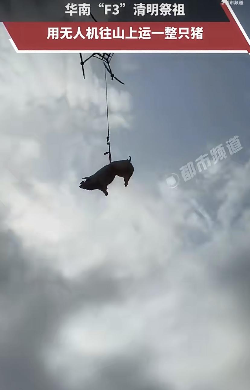 广东男子用无人机吊着几百斤的猪上山祭祖!周先生说山路太难走，老人又多，靠人抬太费