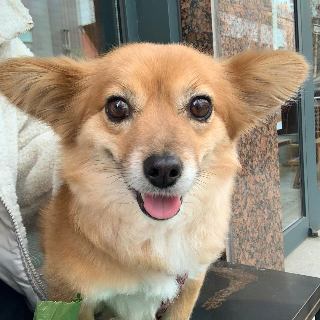 感觉小狗下一秒就要起飞了 