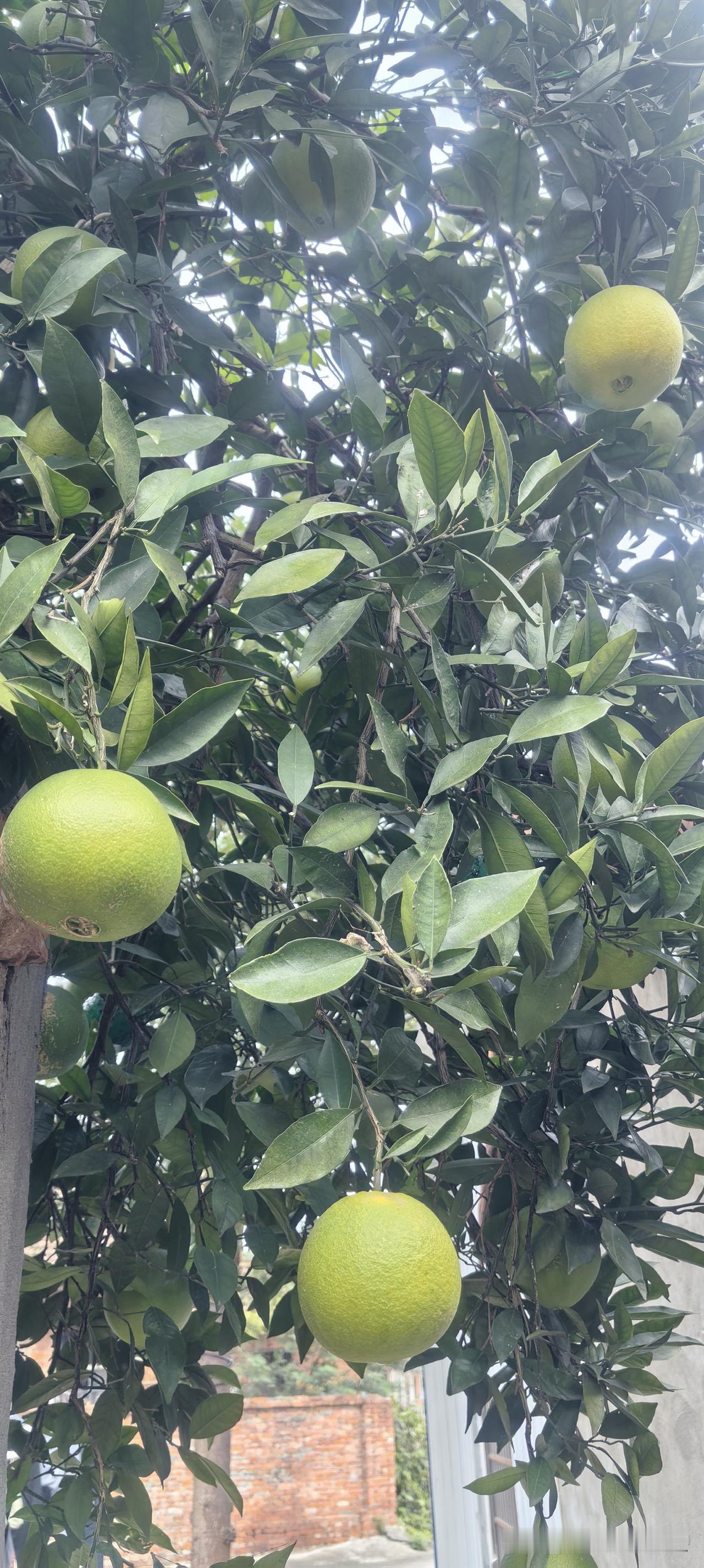 昨天上午按我们老家的风俗习惯，把我94岁的舅妈火化后装入棺材，开车带回她从小长大