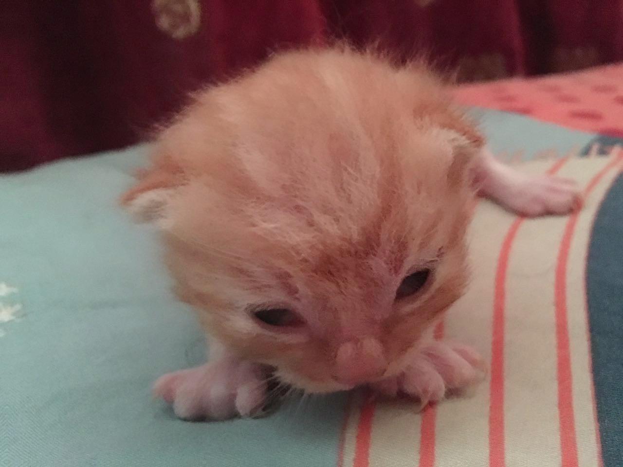 手心里捧大的孩子。