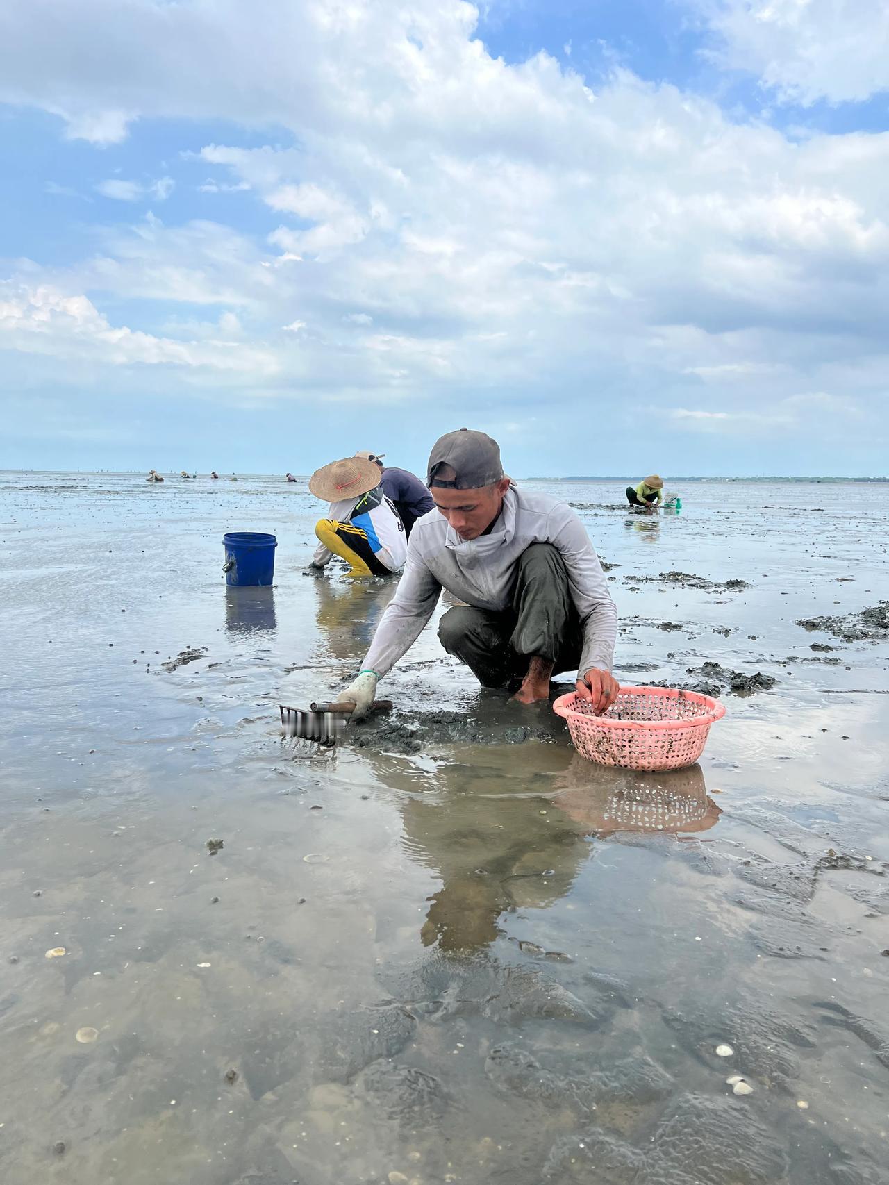 昨天，去赶海挖白螺，1个人挖70斤，满载而归
咱们这片海，靠近红树林，物产丰富，