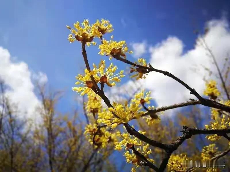 有没有漂亮的花朵图片吗