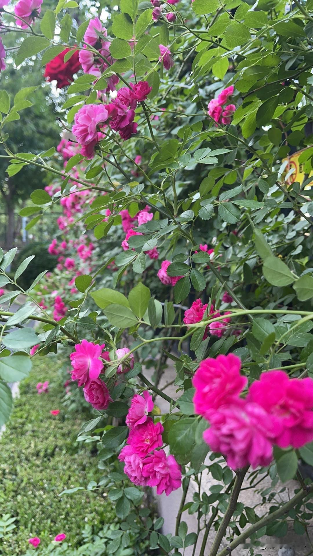 昨天早晨……是一个雨后的时光……
雾气缭绕，湿润香甜……万木吐绿，嫩叶浸泡在潮湿