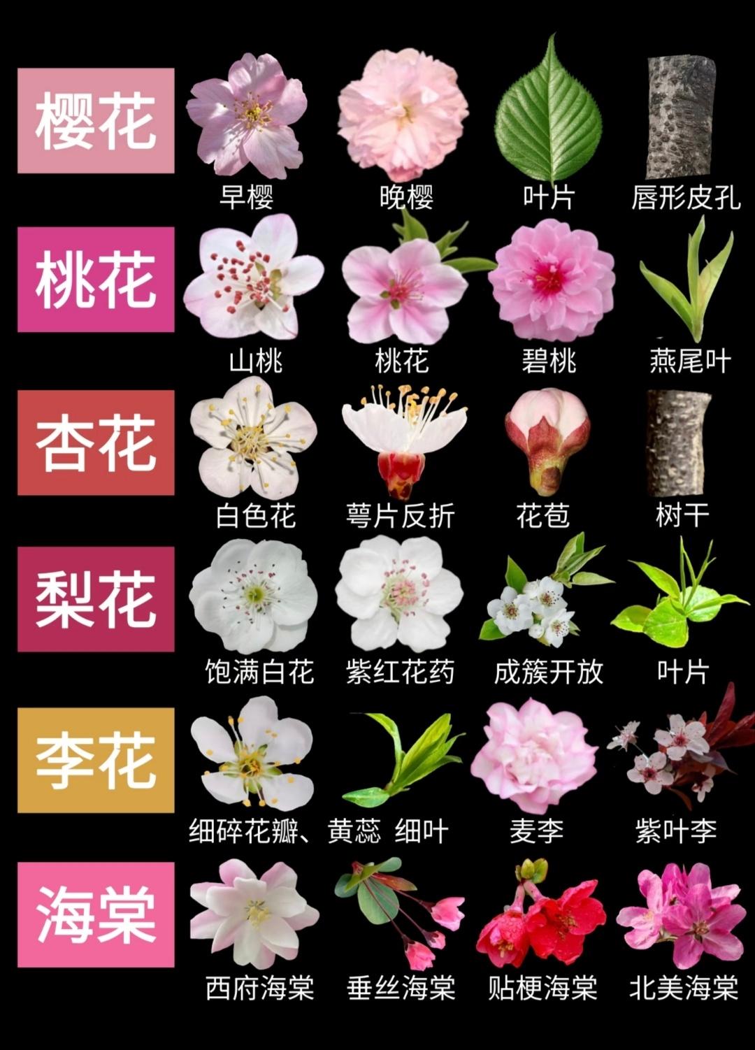 樱花、桃花、杏花、海棠花、梨花、李花的区别...
