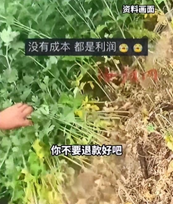 临近端午节了，家家户户都想着买几把艾草挂在门上。图个吉利也能驱驱蚊子。就在 6 