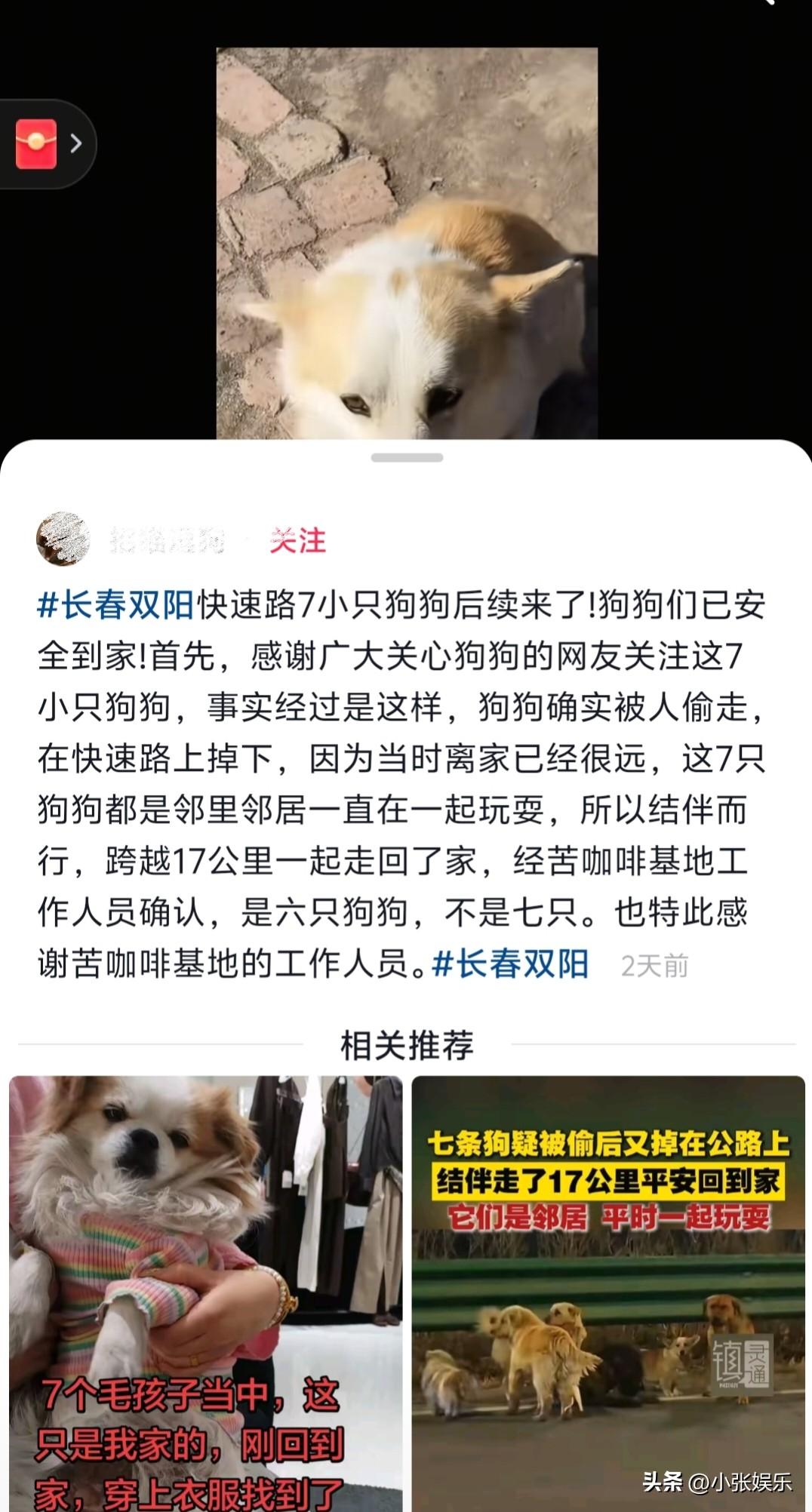 “以为是偶像剧，没想到却是喜剧”七只狗狗集体外出的真实原因终于弄清楚了。

狗狗
