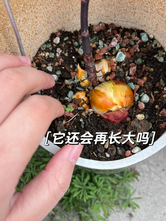 这个球很难不想偷