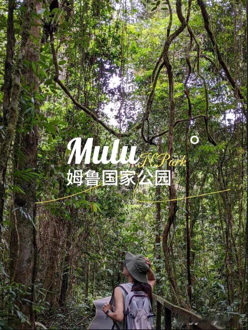 姆鲁的四天三夜体验是：每天下雨+走到腳跛。
姆鲁果然是热带雨林，每天都下雨，偏偏