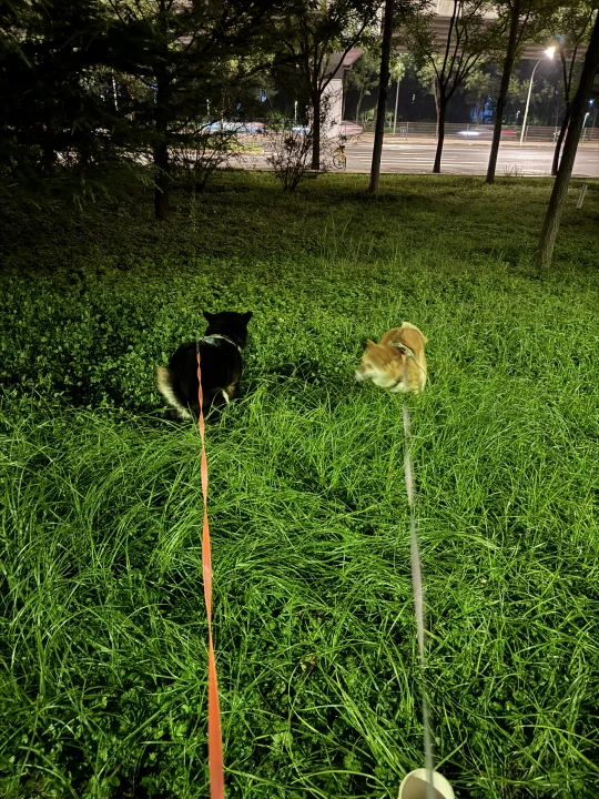 爱是时常觉得亏欠，小狗却从来不怨我