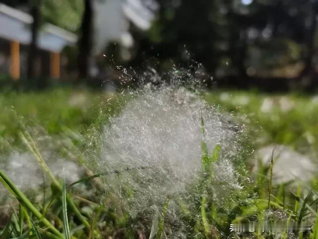 秋意忧思

败絮飘飞秋意忧，霜林冷落暮烟愁。 
风摇瘦竹寒鸦噪，雾锁荒堤野水流。