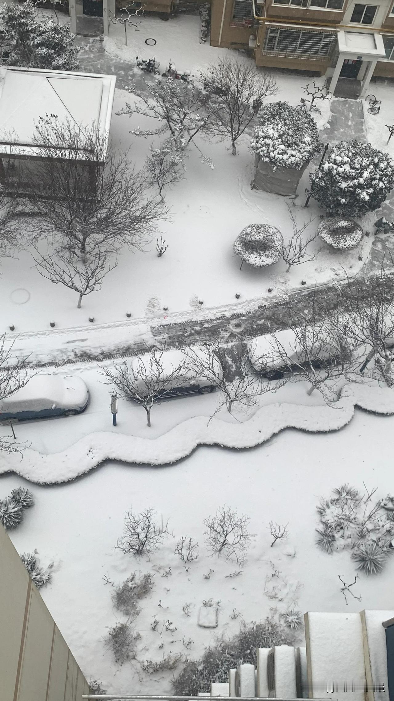 烟台大雪
瑞雪迎新春