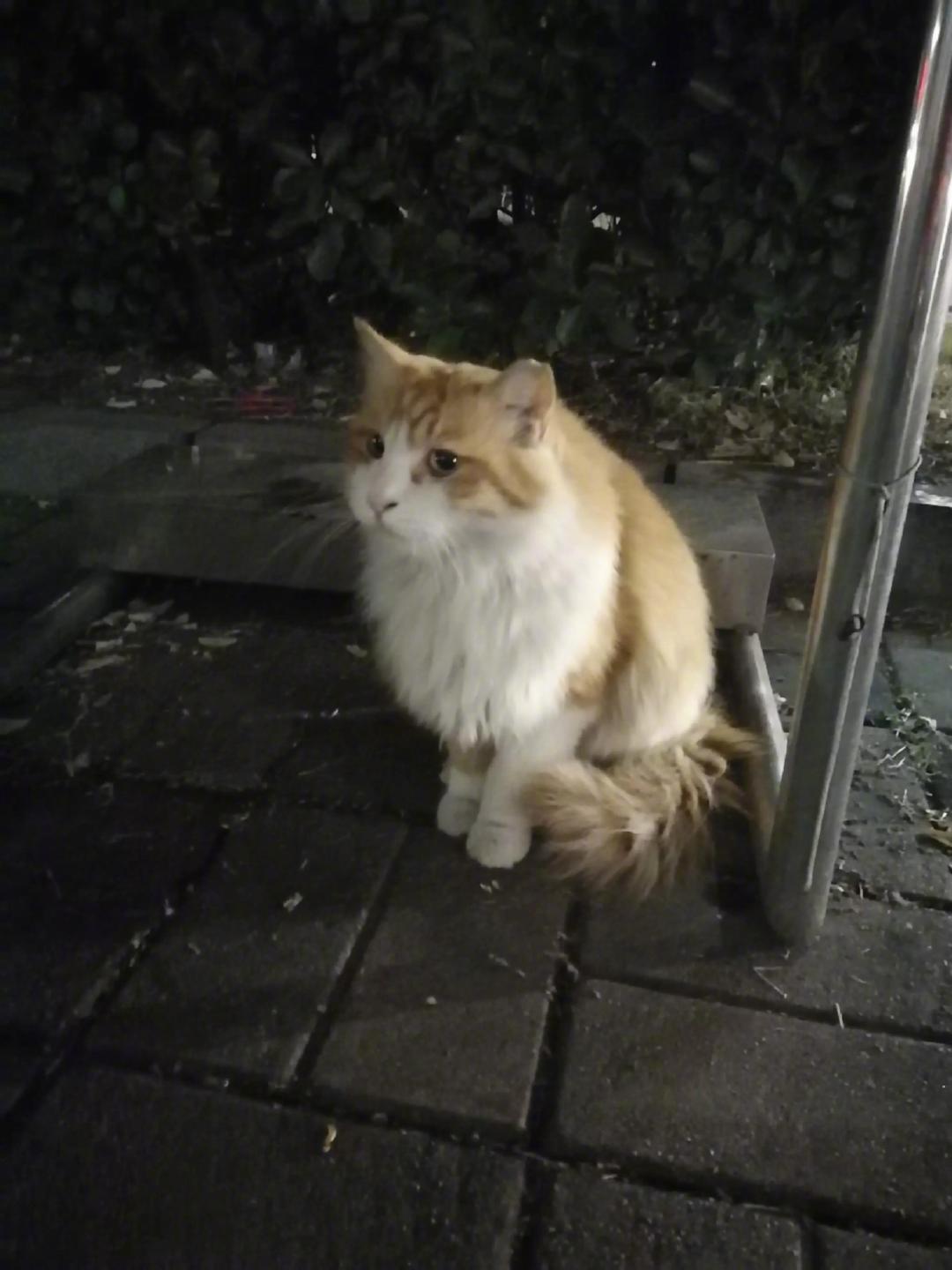 北京大学校园里食堂门口卖惨的猫猫，非常会选地方。不时有女生停下来看看。。。。。。