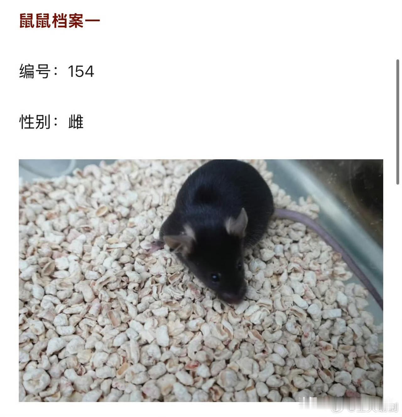 抓紧了！
空间站里的4只实验老鼠就差名字了！
开始取名字了……