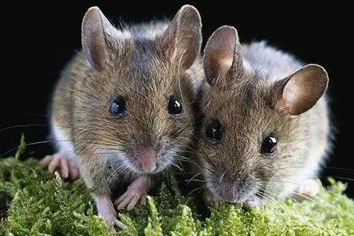 苦练成语200天！
第四天-----和老鼠有关的成语18个

鼠目寸光     