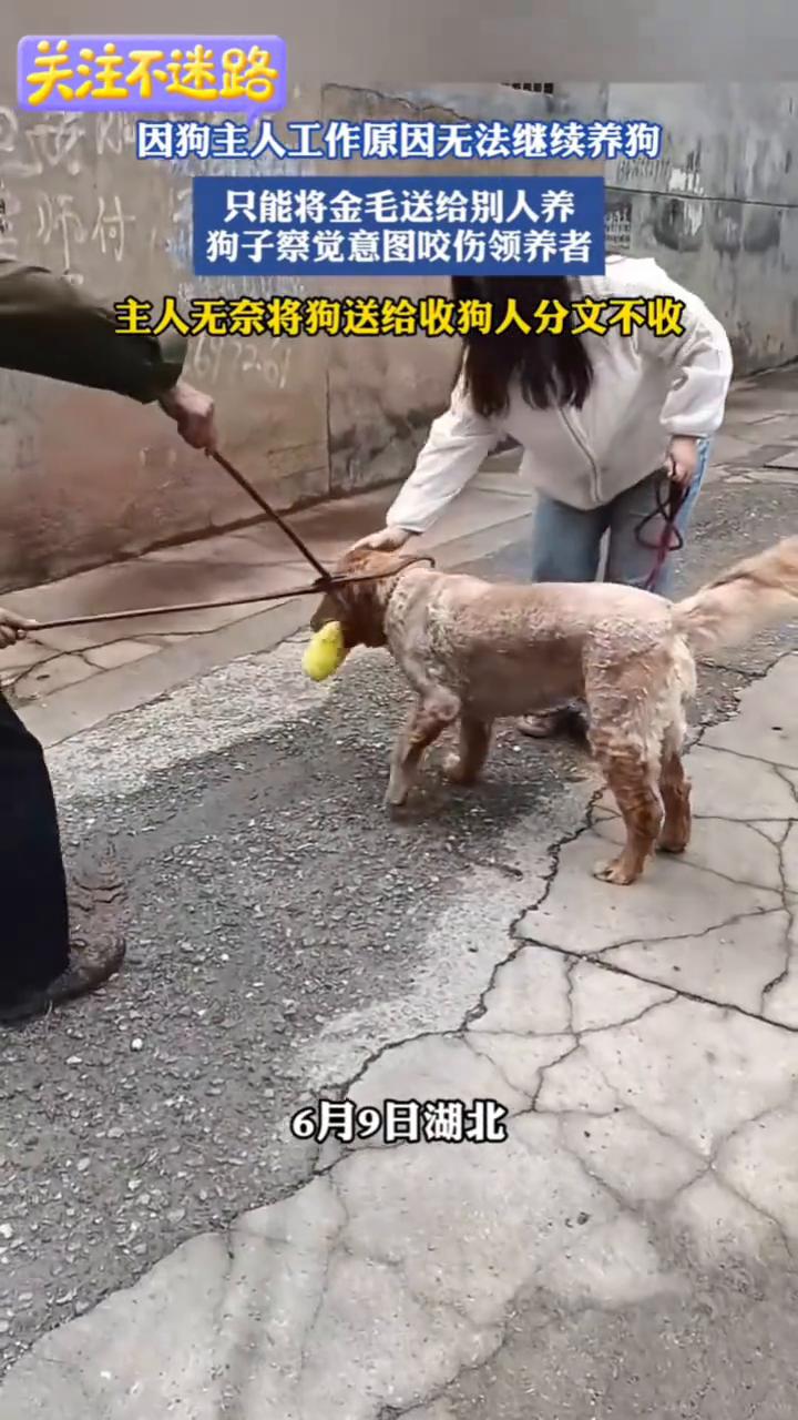 因狗主人工作原因无法继续养狗，只能将金毛送给别人养。狗子察觉意图咬伤领养者，主人