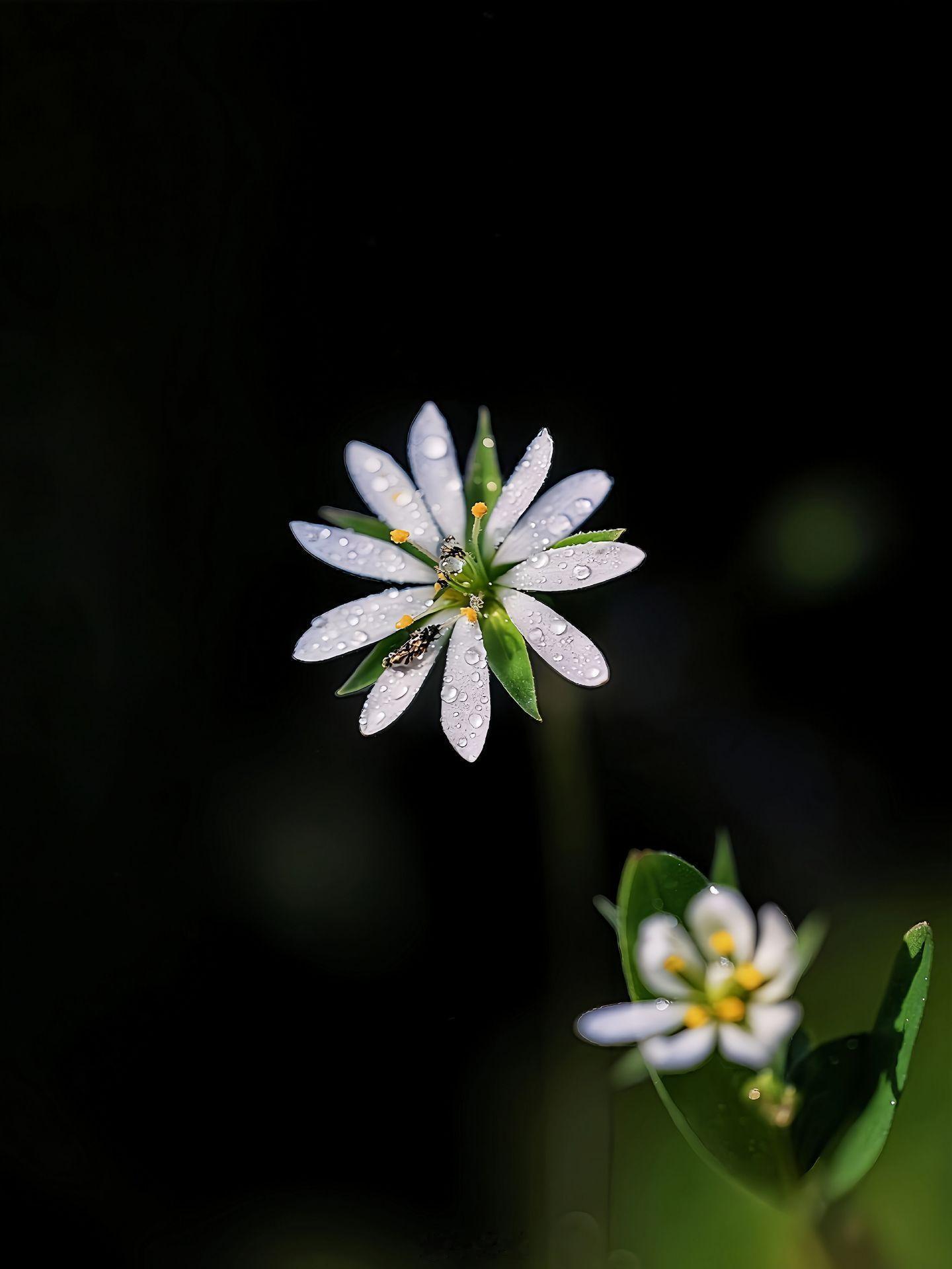 小菌 春天菜地里，最小的精灵🧚🏻♂️ 