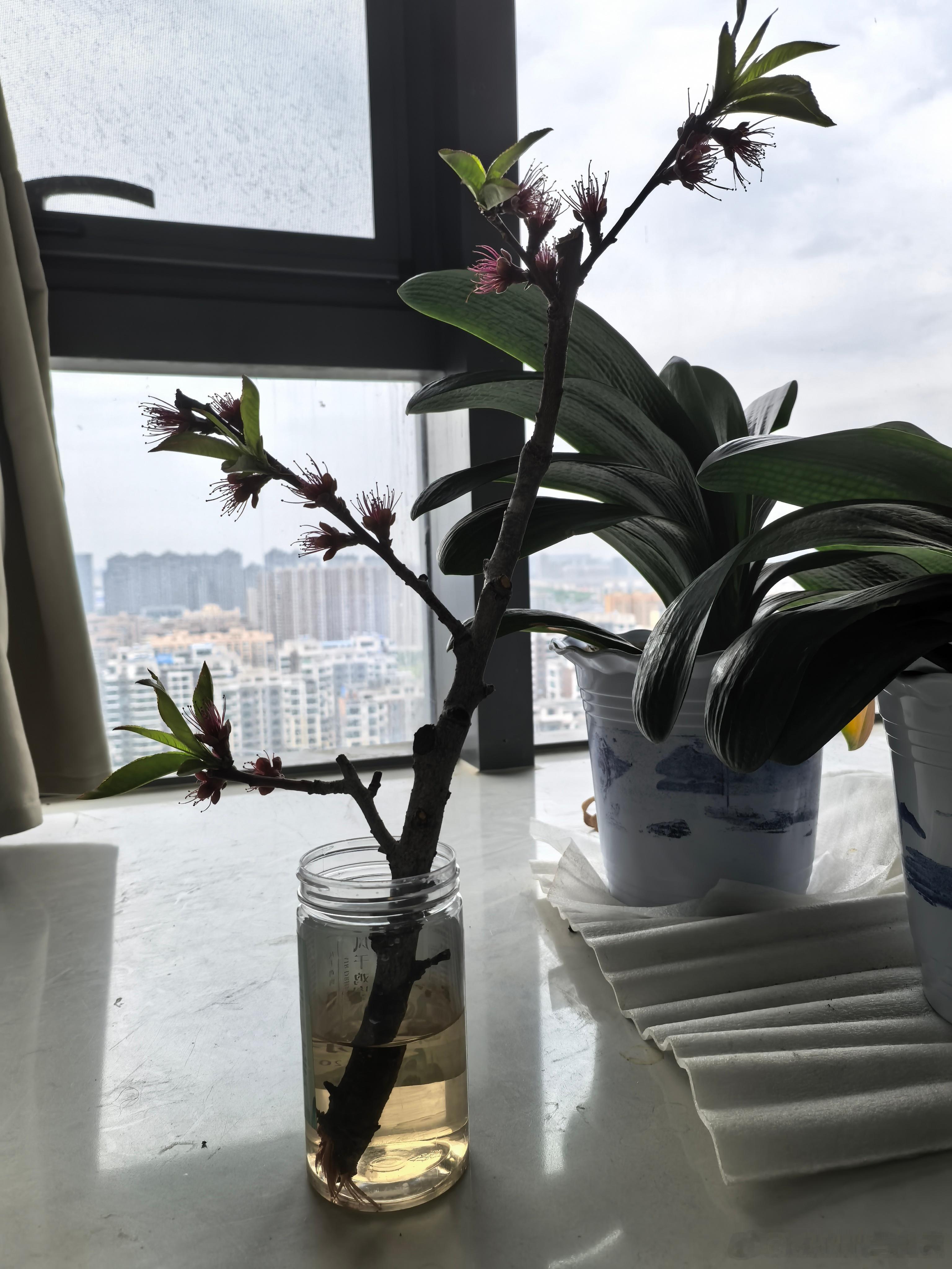 无心插枝，竟得峥嵘。一剪闲枝，半盏清水，于窗畔，赴一场不期而遇的春信。花有风骨，