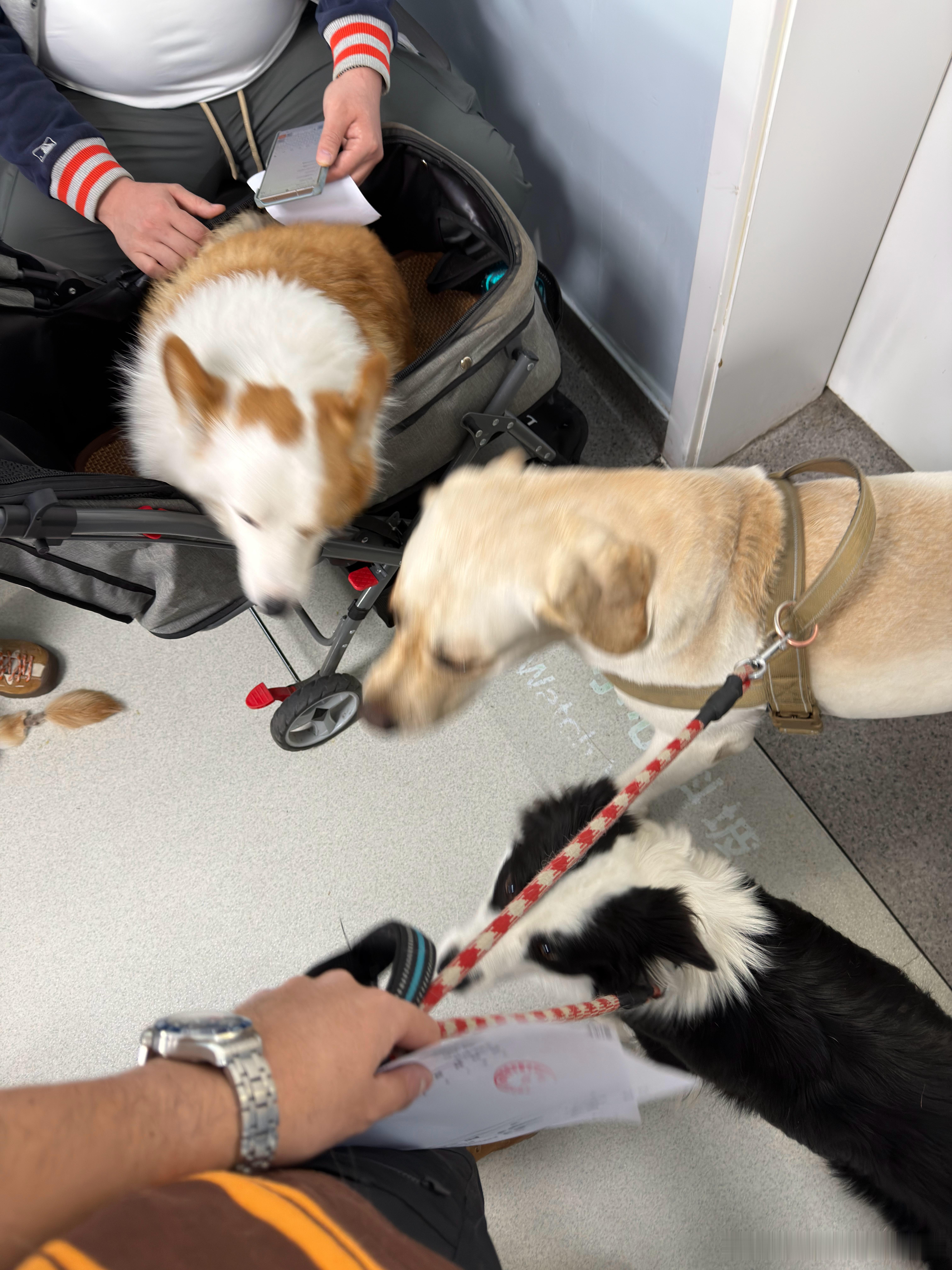 回北京带托斯卡复查关节今天人好多啊，准确的说是狗好多也挺欢乐的，此起彼伏的嘤嘤小