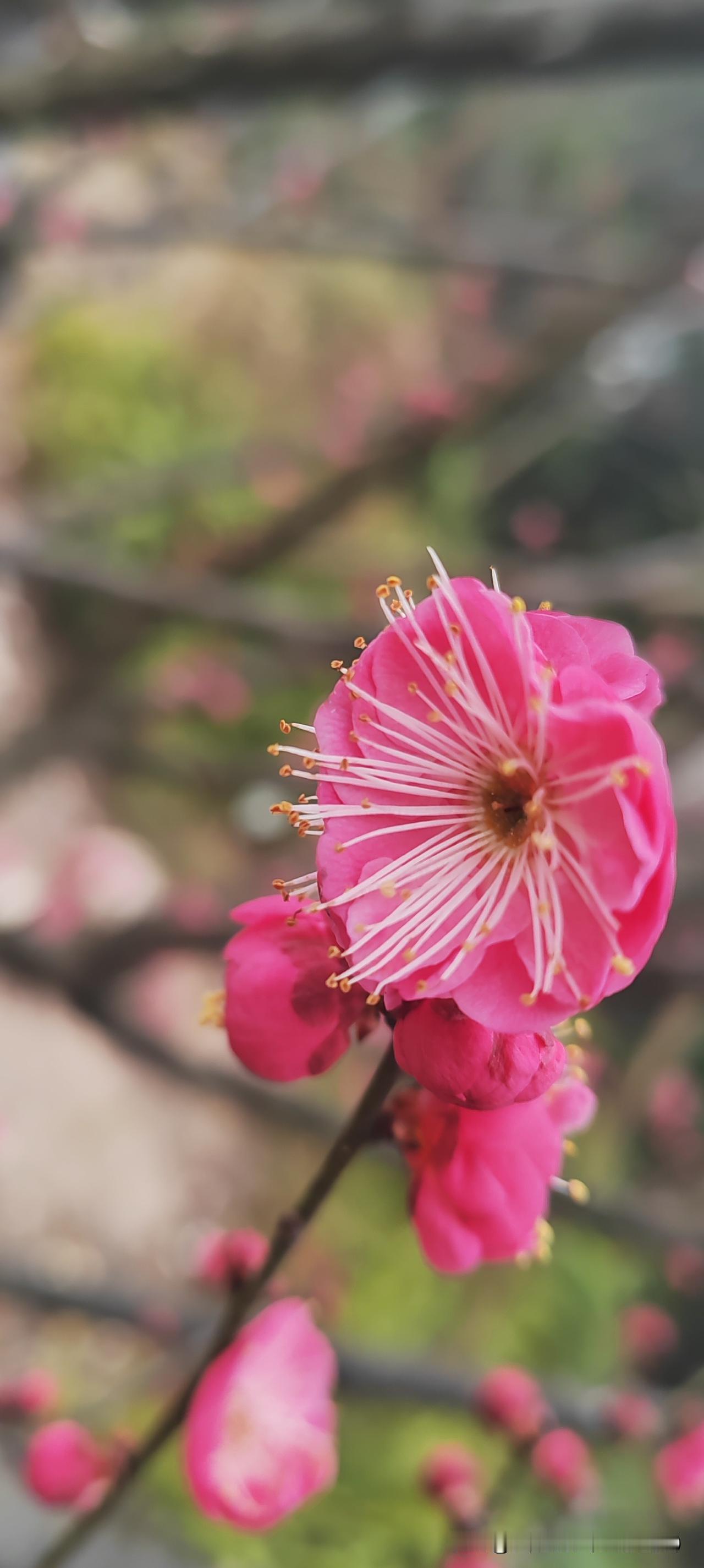 寒枝绽艳破轻寒，一点朱砂落玉盘。
随手一拍