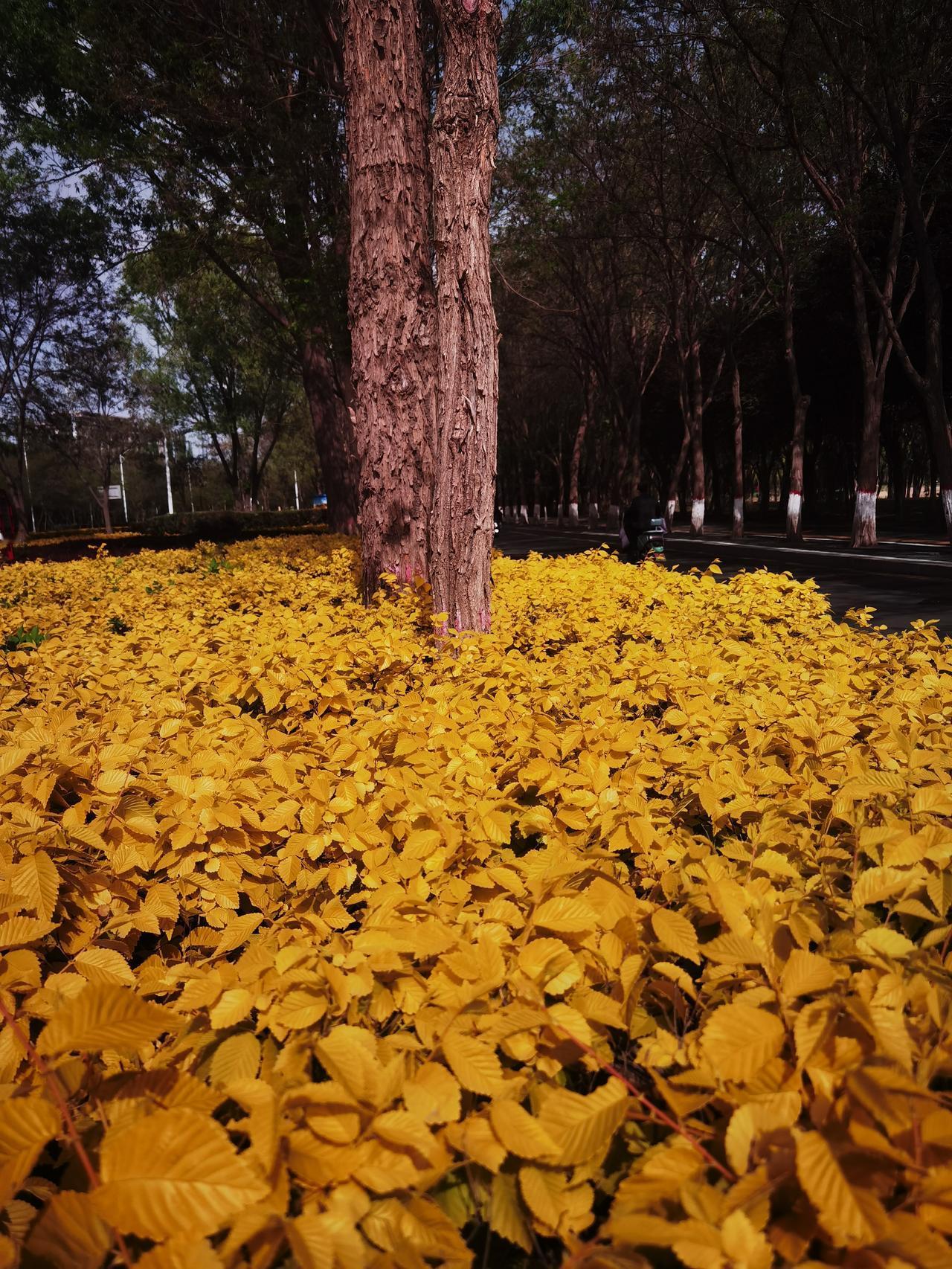 半截树
长在哪
一堆叶
金黄色
构图怪
看成金
黄澄澄
配干树
不协调
有特色