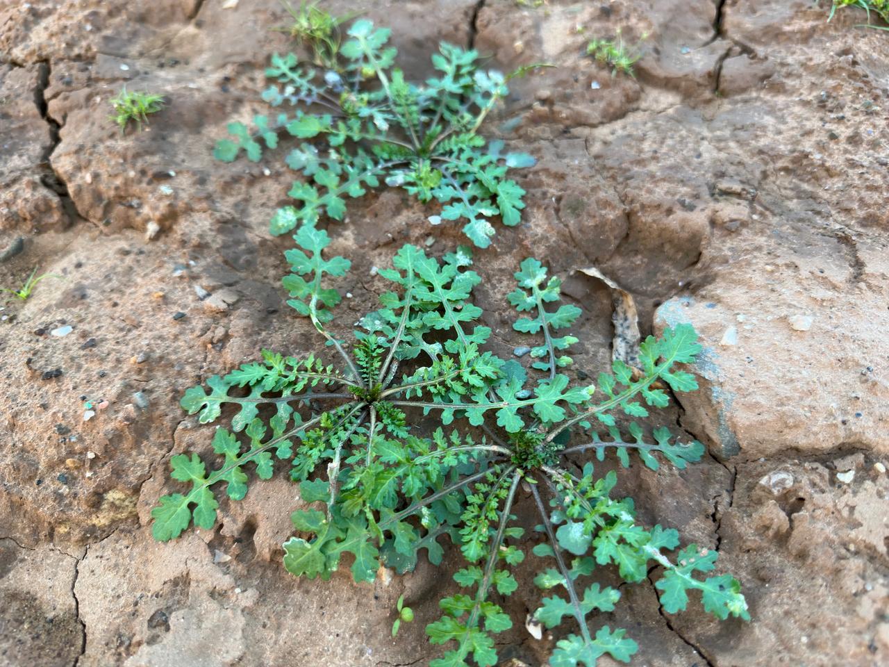 “这是人们用来包饺子的荠菜吗？”
望着和平湖枯水期裸露出来的地面，遍地都是新长出