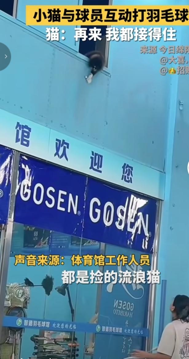 羽毛球馆小猫客串球友趣事
 
绵阳一家羽毛球馆里发生了暖心又有趣的一幕。一只小流