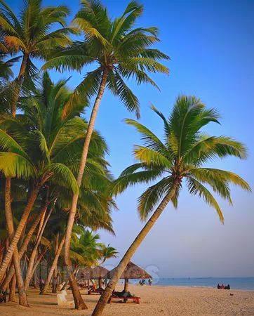 《七律·椰树》
椰树娉婷对海空，
炎荒野岸大英雄。
轻摇舞羽清风里，
遍纳年华硕