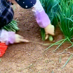 根除幽门螺旋杆菌预防胃癌 不知道你有没有发现，不定时就有热搜给你贩卖“幽门螺旋杆