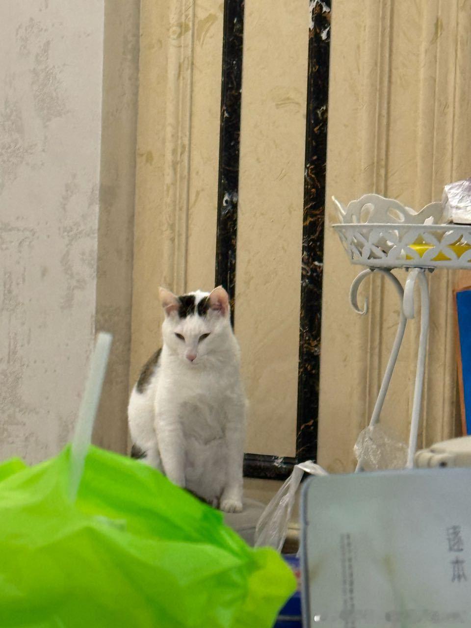 49746【丑猫】虎视眈眈 