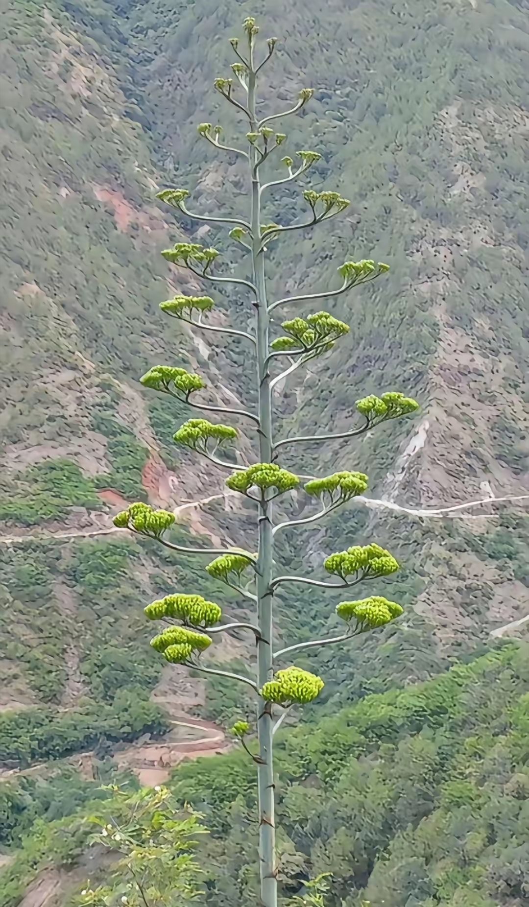 三星堆的原始样板树 