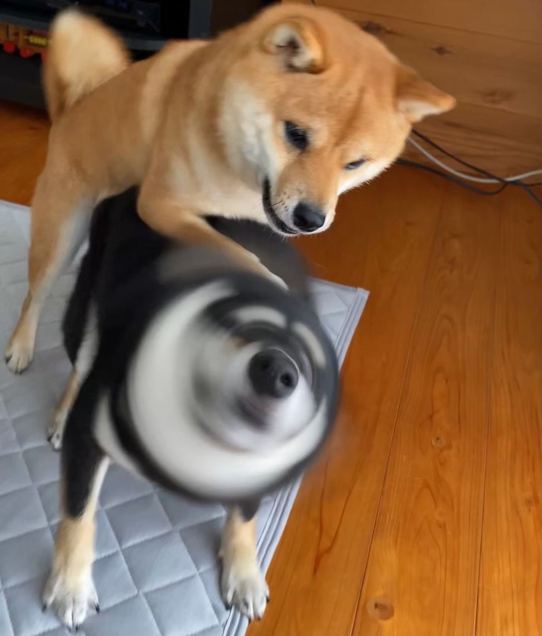 黑柴旋风 