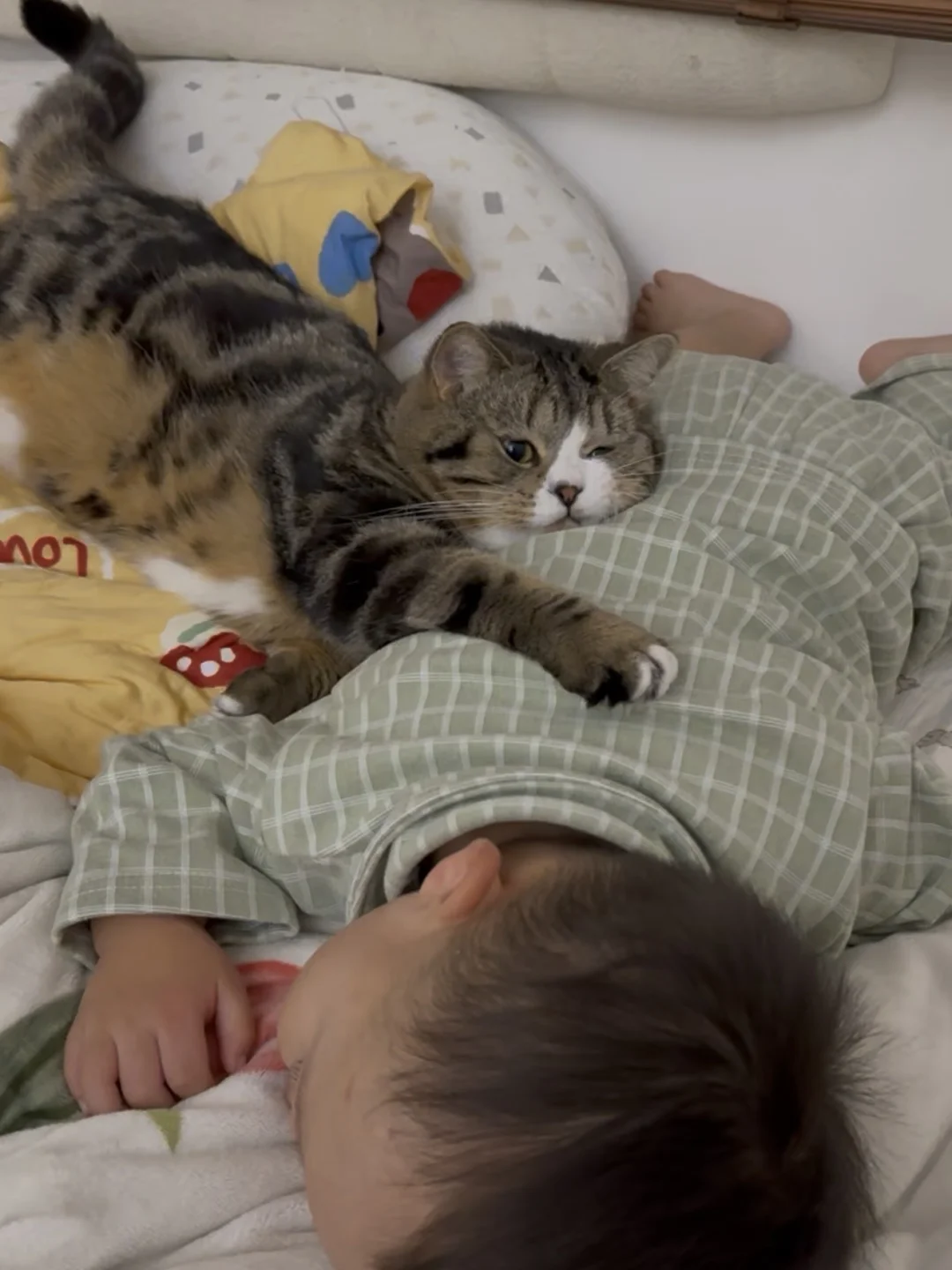 让小猫带娃…你就闹心吧！