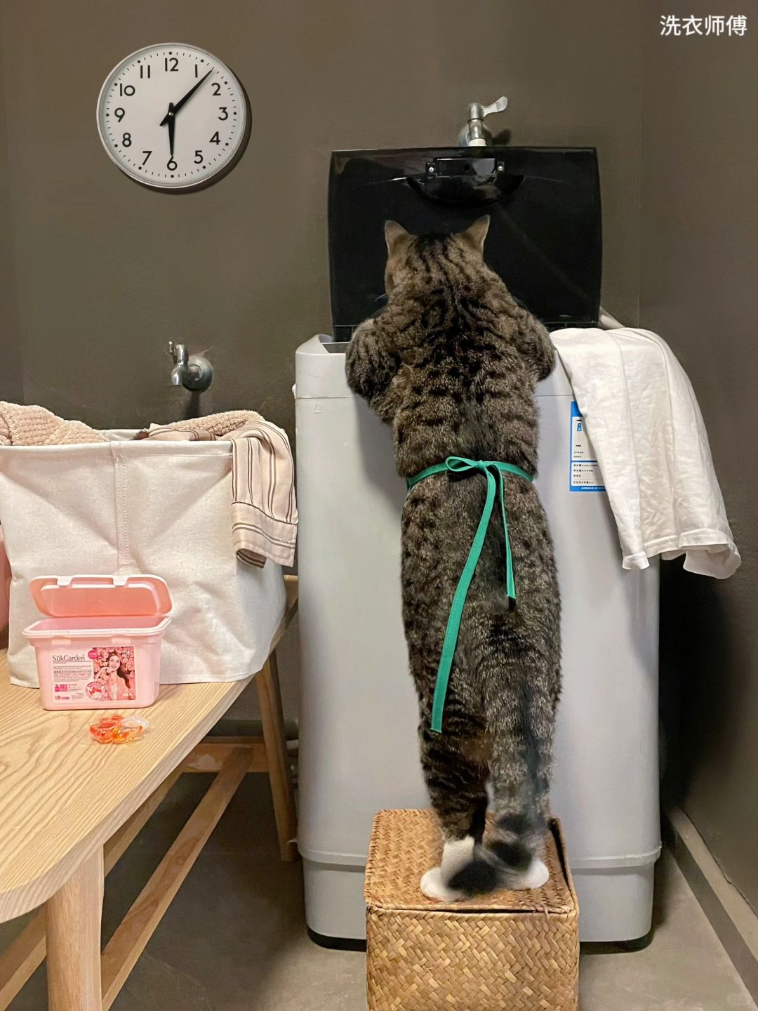养猫不用猫，等于白养猫！