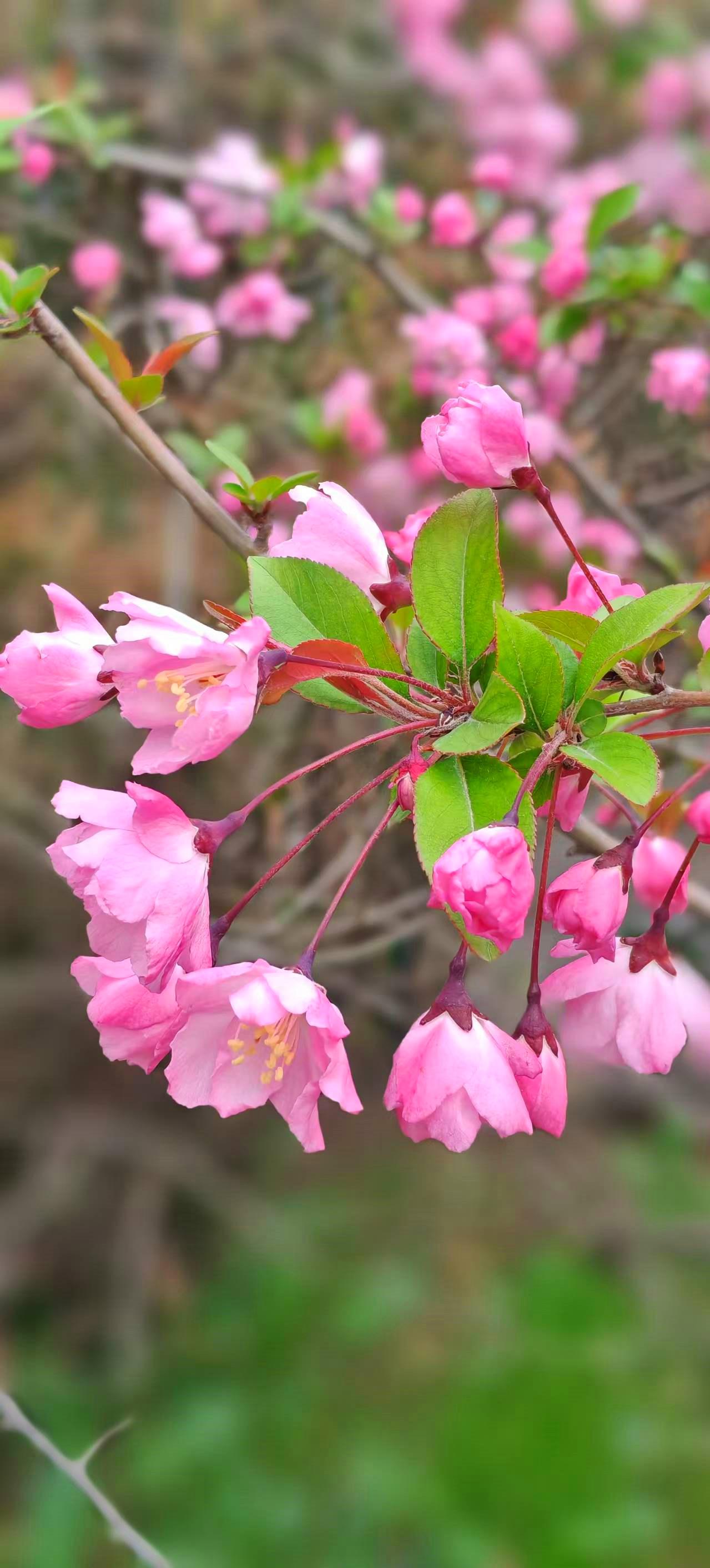 春日不必远行，文景山公园的花都开好了！被朋友安利了好多次的“北郊宝藏公园”，今天