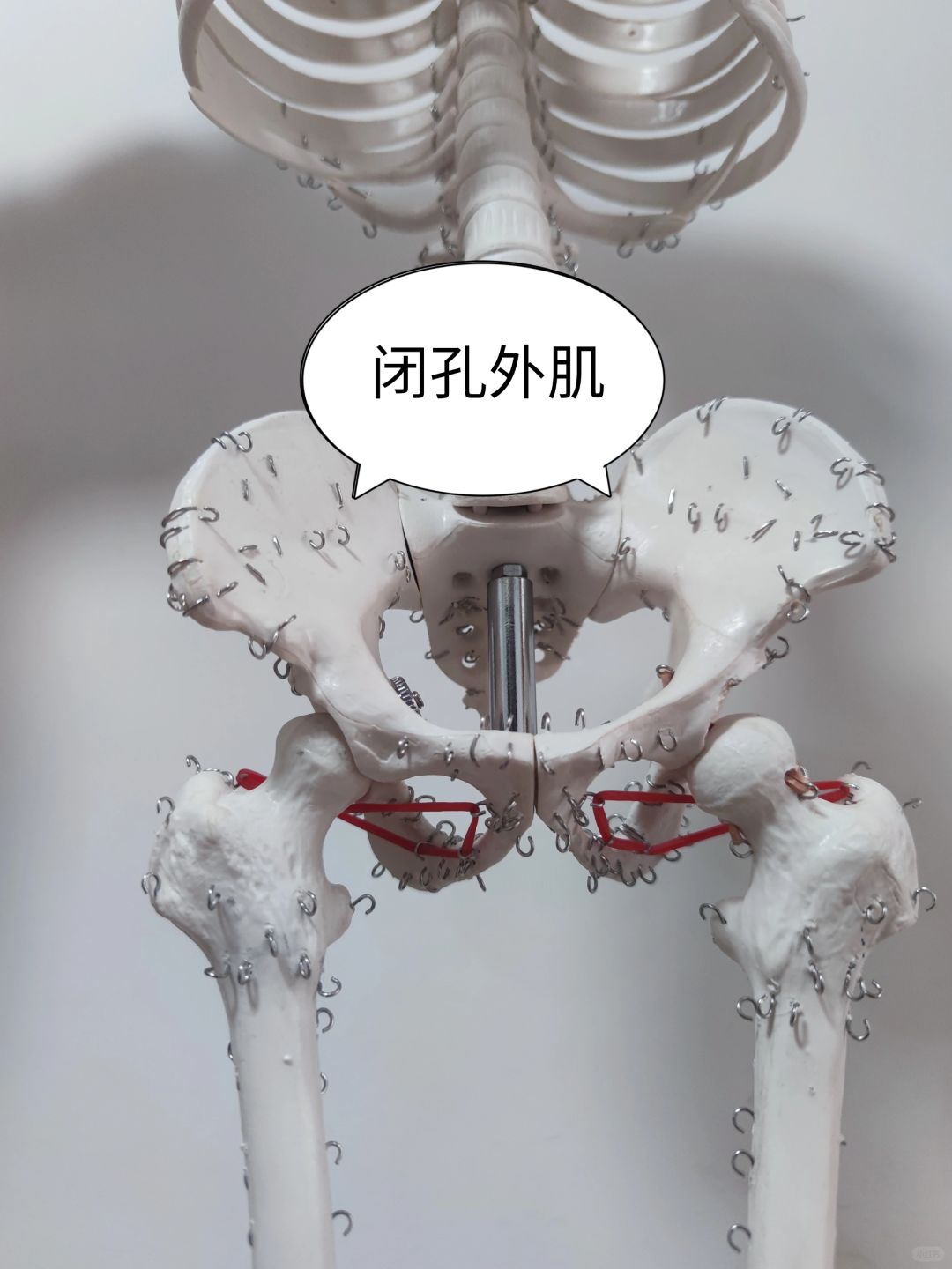 闭孔外肌