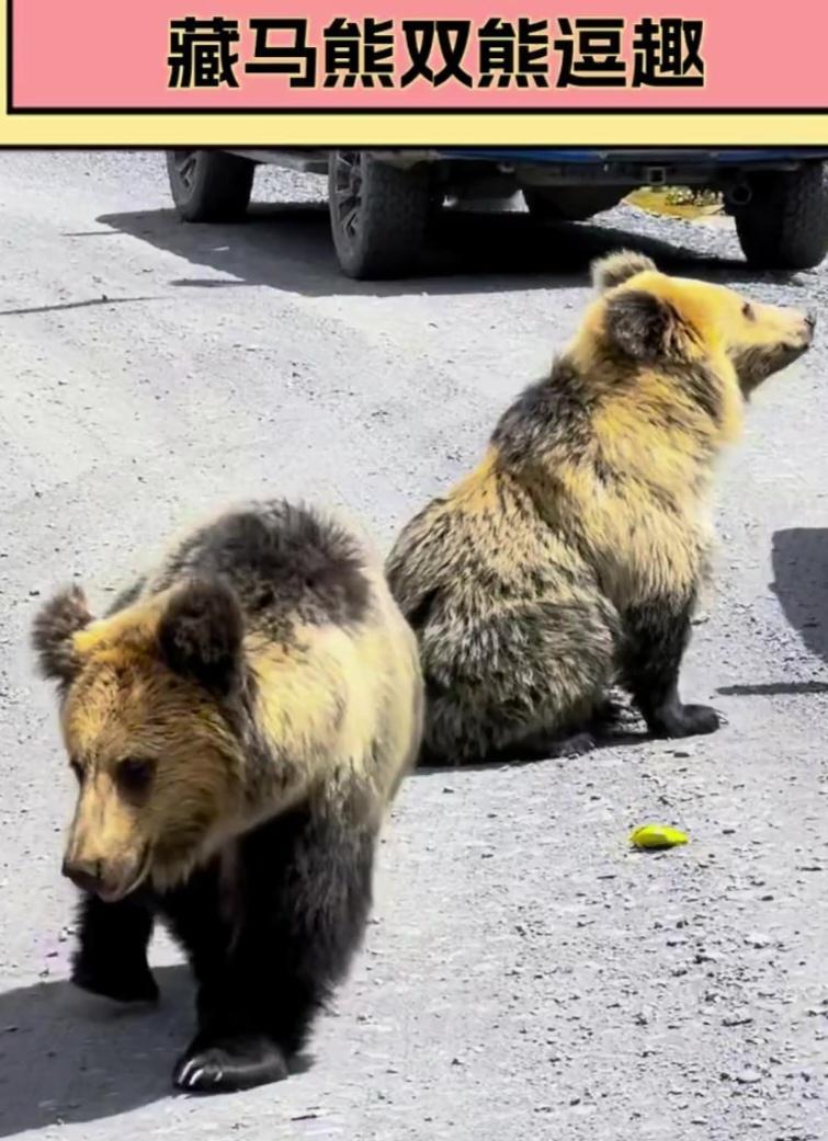 亚冠：中超冠军、中国足协杯冠军，双双在亚冠联赛中积分垫底。史称：中超双雄战略性放