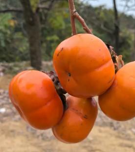 “悲剧还是发生了！”浙江杭州，一女子由于嘴馋，吃完3个柿子后，又吃了2只大闸蟹，