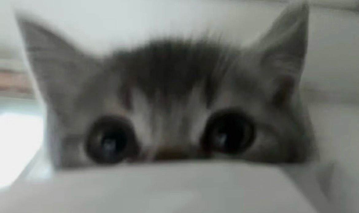 就一，小猫 