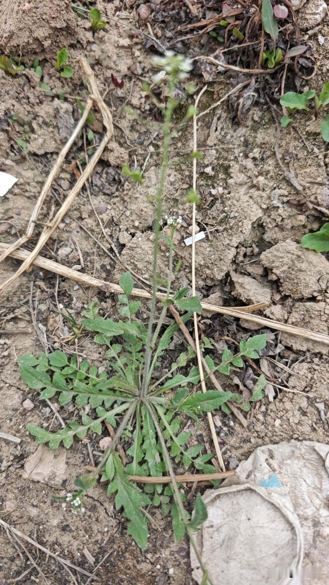 这是荠菜吗