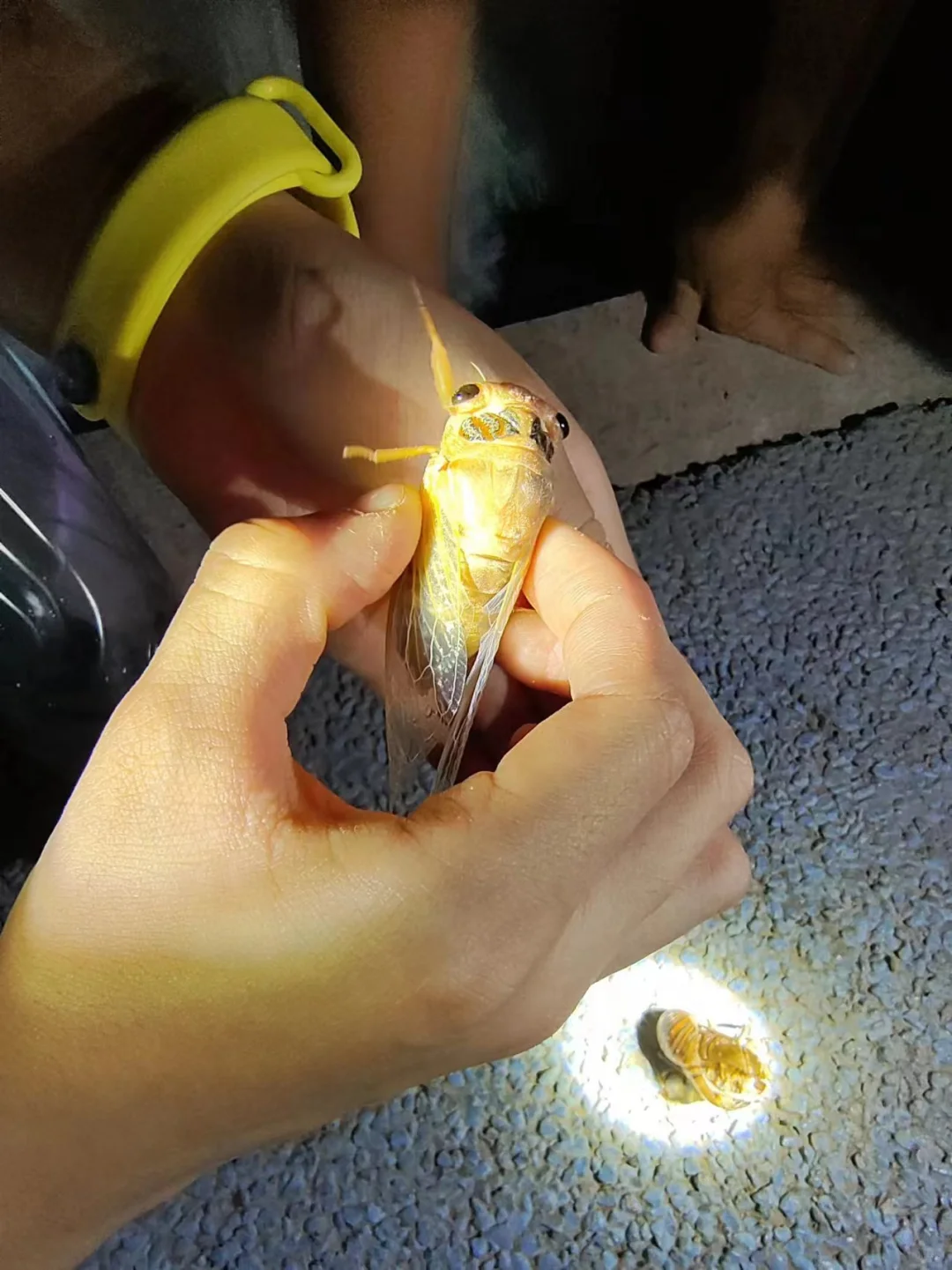 抓金蝉，你小时候抓过吗？