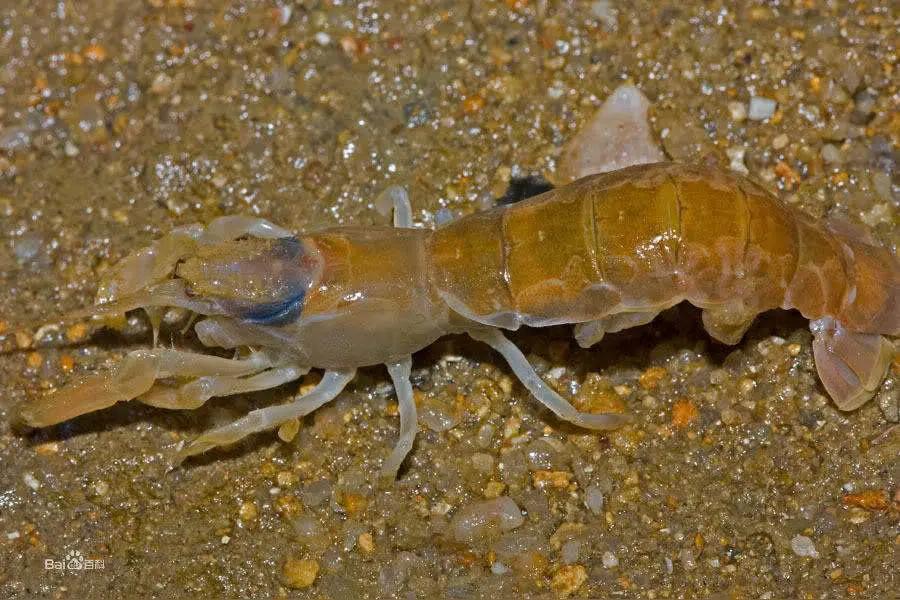 九十年代冬天，我跟着三哥在北大荒泡子里凿冰抓鱼，出了一身的汗，终于把冰盖子凿通了