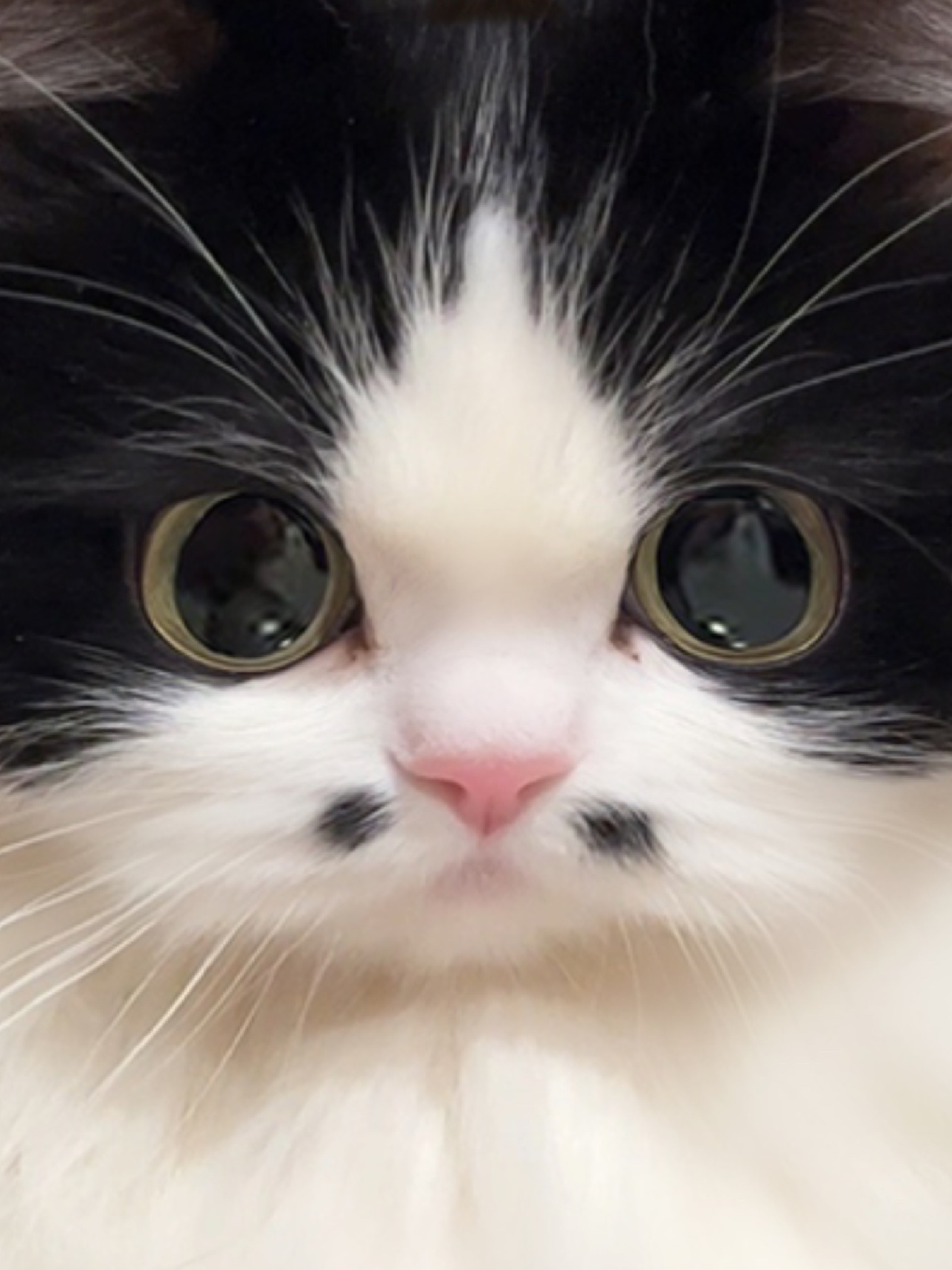 通报这只小猫过于八嘎了👋