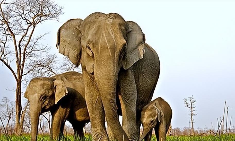 云南西双版纳发生了一起奇怪的案件，一名女子死在了自己家的橡胶地里，而迫害她的凶手