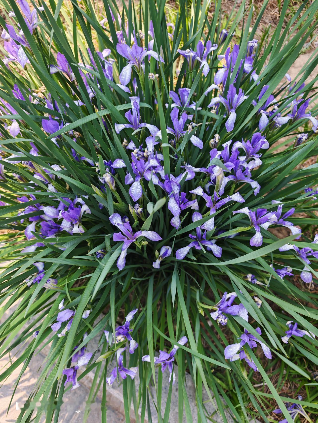 净水西路边的马莲花，绝对是一道独特的风景。就像海晏县湟水河岸的马莲花，端午时节，
